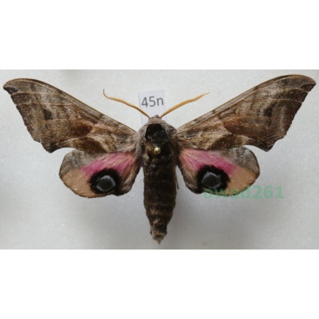 Smerinthus ocellata (Linnaeus, 1758) Poland45n